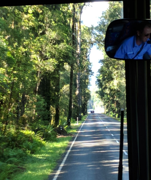141-back-on-bus-traveling-along-beautiful-sw-coast-this-is-the-avenue-of-remu-giant-redwoods1.jpg