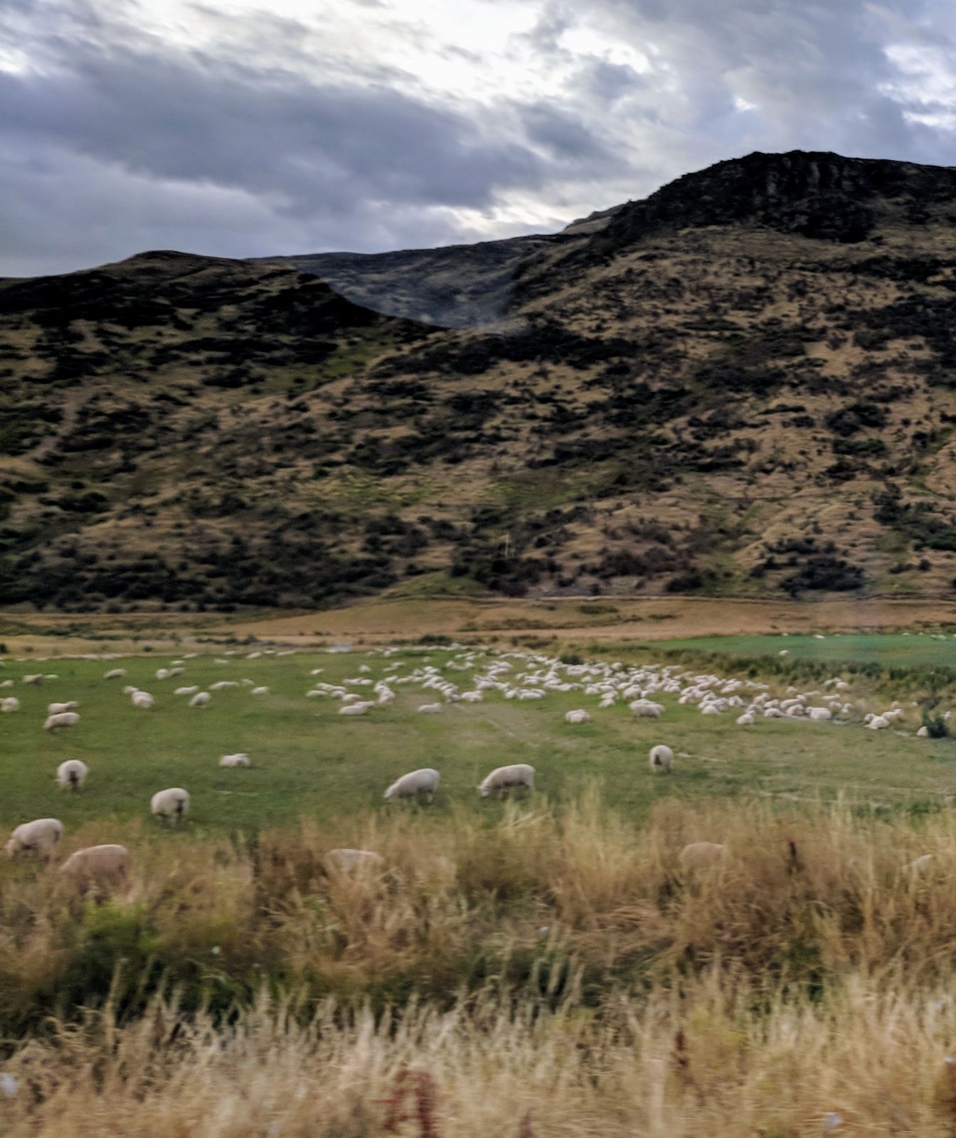 155--back to the land of the sheep on way to Te Anau