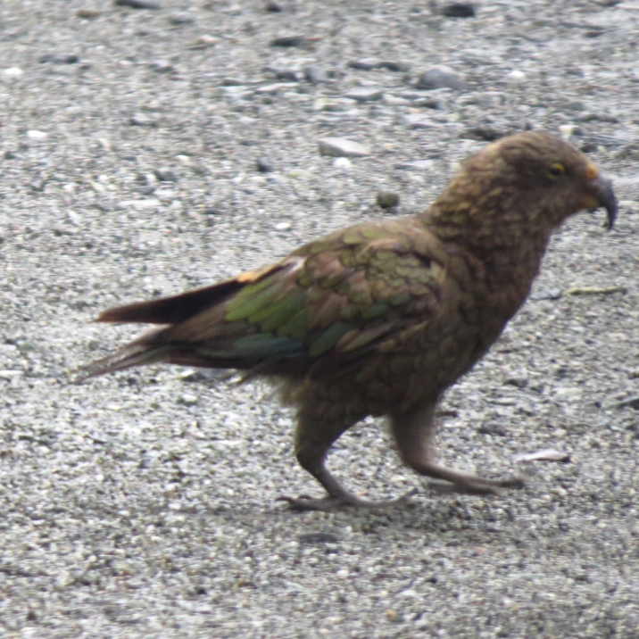 155-lucky-to-see-a-kea-only-alpine-parrot-in-the-world-endangered-species-icon-of-the-nz-high-country.jpg