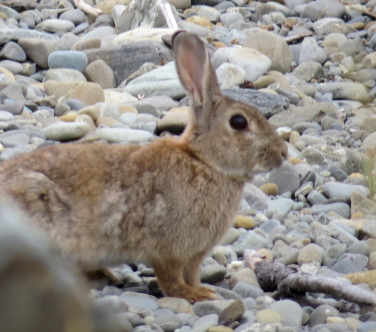 174--but very pesty rabbits that were introduced onto the island and have taken over