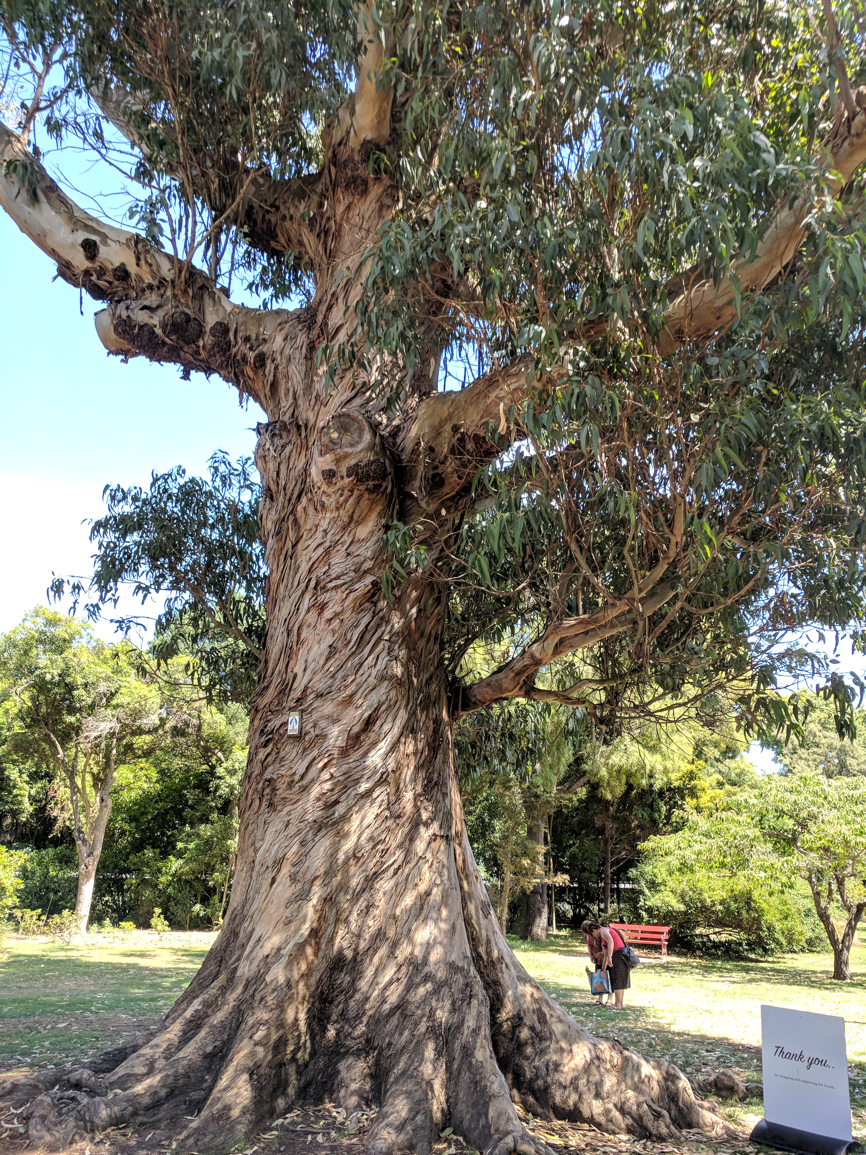 182--then to Riccarton Park--this is a Tasmanian Blue Gum tree
