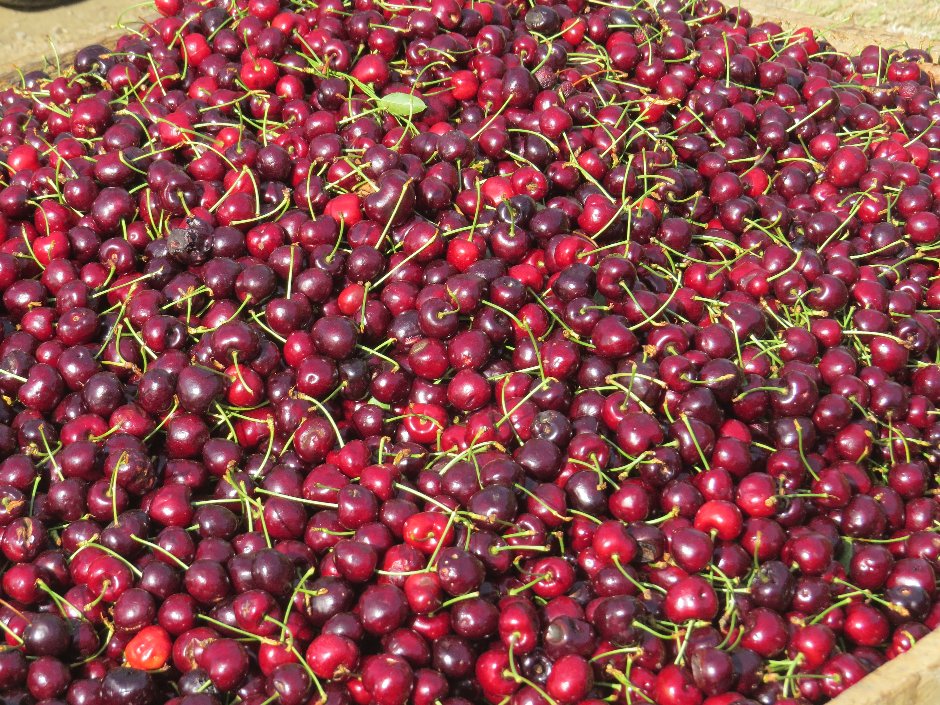 24--stopped to pick cherries at Jenny's cherry orchard