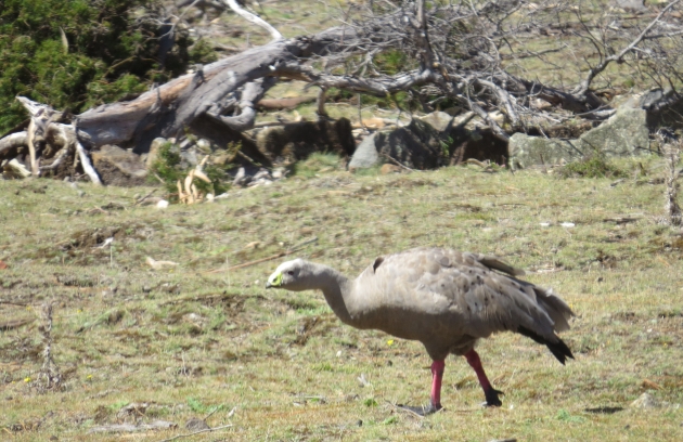 32-cape-barren-goose-which-was-introduced-onto-maria-island-in-a-bid-to-raise-numbers-in-the-wild-e1518901672997.jpg