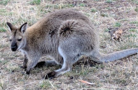 54--also saw wallabies