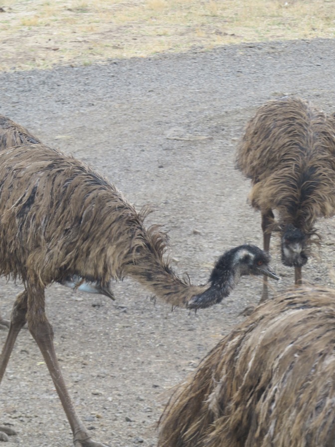 56--and emu