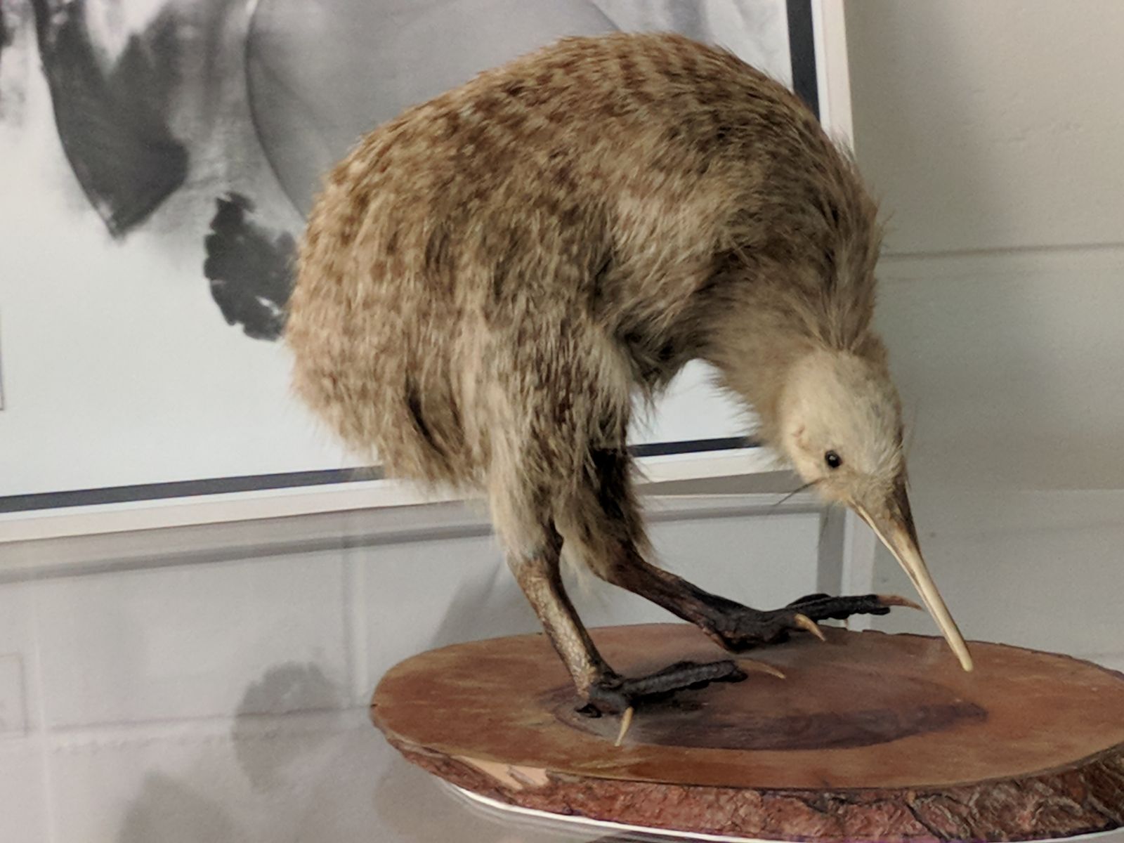 74--Kiwi is NZ's national bird--eggs almost as big as an ostrich's