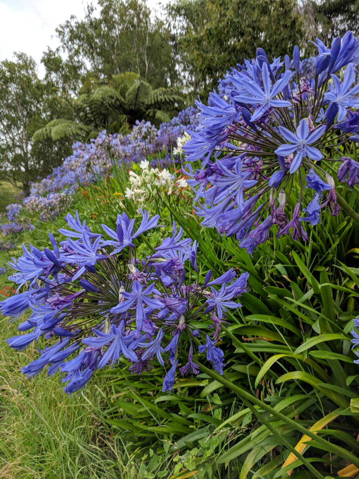79--the beautiful agapanthus always brighten up a rainy day